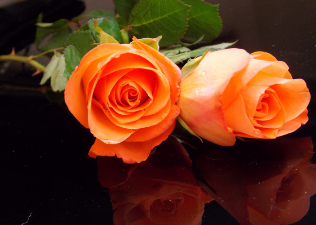 Обои картинки фото цветы, розы, две, оранжевые