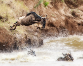 Картинка животные антилопы переправа