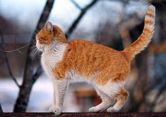 Картинка животные коты кот зима ветки забор рыжий