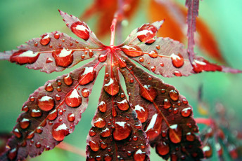 Картинка природа листья вода капли осень лист роса