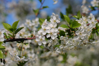 Картинка цветы сакура +вишня весна дерево ветка вишня макро цветение