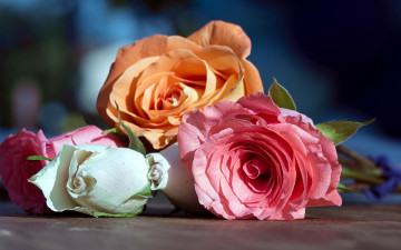 Картинка цветы розы персиковый розовый белый