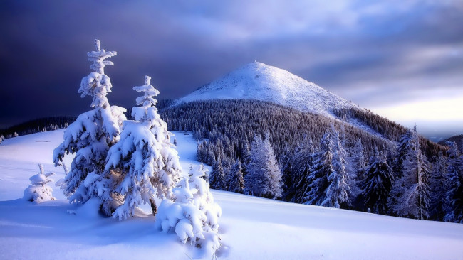 Обои картинки фото природа, зима, вершина, снег, лес