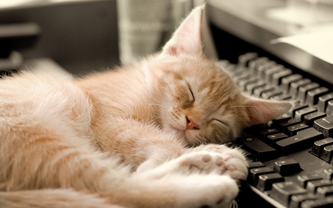 Обои картинки фото животные, коты, клавиатура, отдых, сон, рыжий, котенок