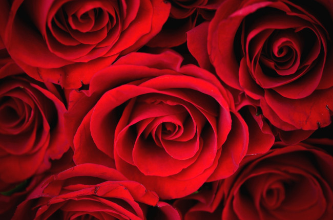 Обои картинки фото цветы, розы, бутоны, красные, лепестки