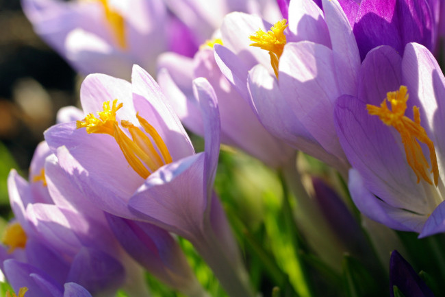 Обои картинки фото цветы, крокусы, весна, свет, макро, сиреневый