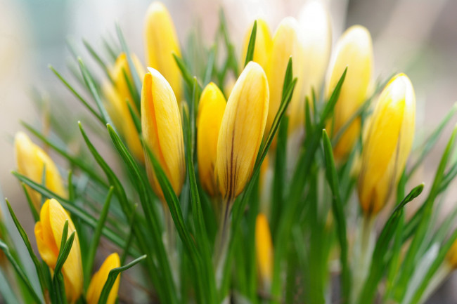 Обои картинки фото цветы, крокусы, желтый, бутоны, весна