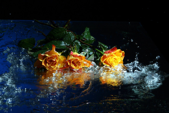 Обои картинки фото цветы, розы, отражение, вода