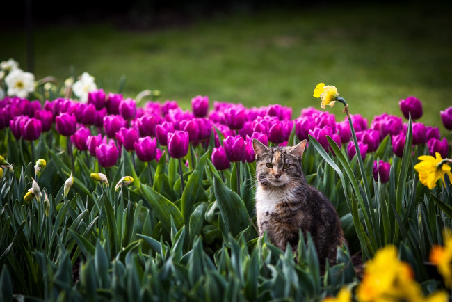 Обои картинки фото животные, коты, сад, тюльпаны, нарциссы, клумба, цветы, взгляд, кошка