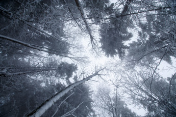 Картинка природа лес снег зима деревья