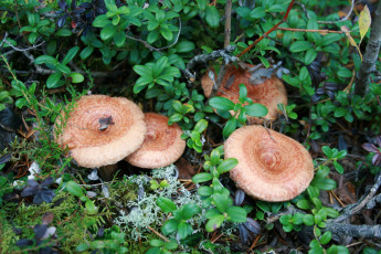 Картинка волнушки природа грибы