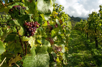 Картинка природа Ягоды +виноград виноградник