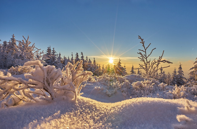 Обои картинки фото природа, зима, солнце, иней, снег, мороз