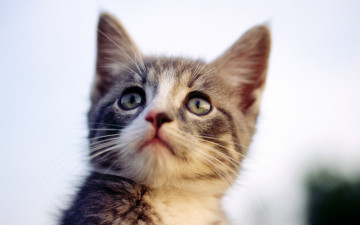Картинка животные коты котенок взгляд