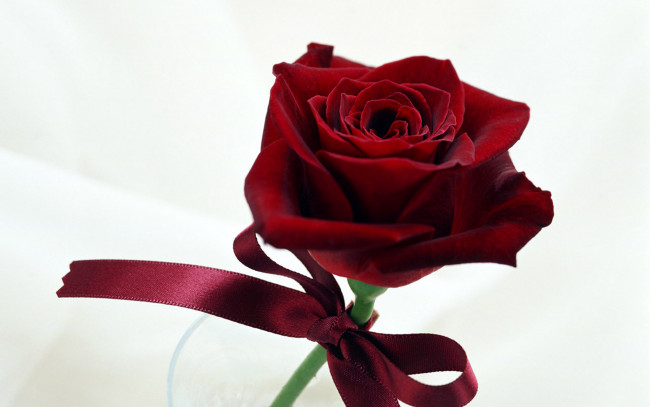 Обои картинки фото цветы, розы, роза, красная, бантик
