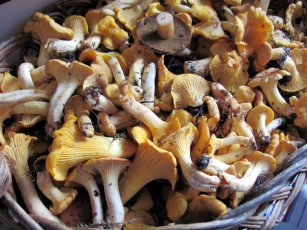 обоя еда, грибы,  грибные блюда, корзина, свежие, лесные, лисички