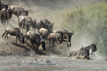 Картинка животные антилопы стадо