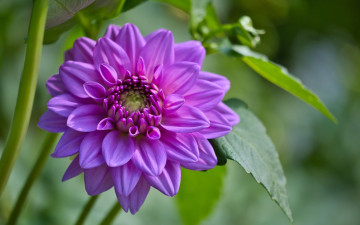 Картинка цветы георгины лиловый георгин макро