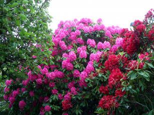 Картинка цветы рододендроны азалии розовый красный кусты