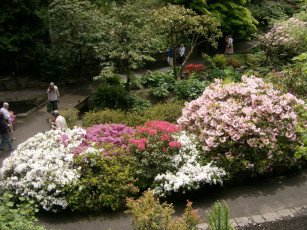 Картинка природа парк дорожки цветущие кусты