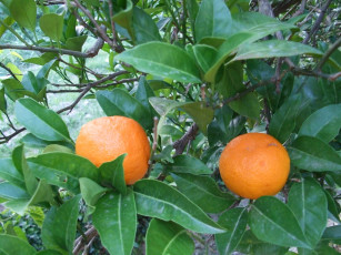 обоя природа, плоды, оранжевый, зеленый