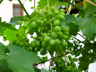 Картинка природа Ягоды виноград зеленый