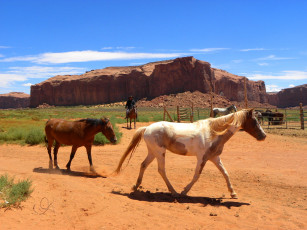 Картинка животные лошади мустанг
