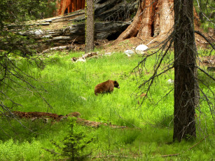 Картинка животные медведи калифорния