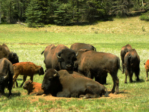Картинка животные зубры бизоны аризона