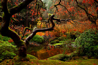Картинка природа парк мост сад японский осень