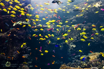 Картинка животные рыбы тропические рыбки