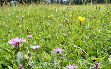 Картинка цветы луговые полевые луг лето