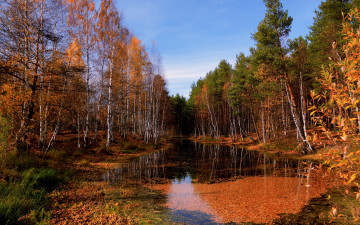 Картинка природа лес осень река