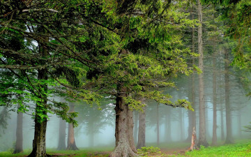 Картинка природа лес туман сосны