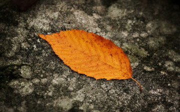 Картинка природа листья листок