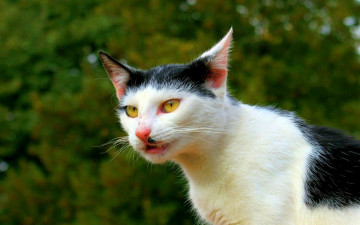Картинка животные коты черно-белый окрас