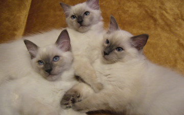 Картинка животные коты семейка сиамский голубоглазый