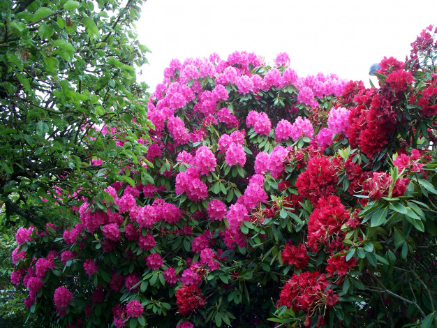 Обои картинки фото цветы, рододендроны, азалии, розовый, красный, кусты