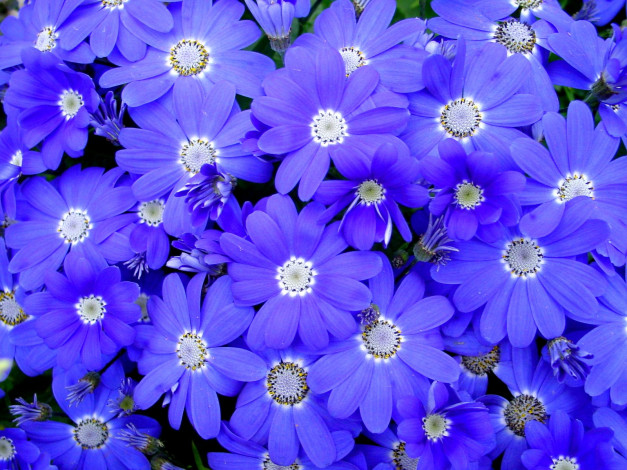 Обои картинки фото цветы, цинерария, синий, много