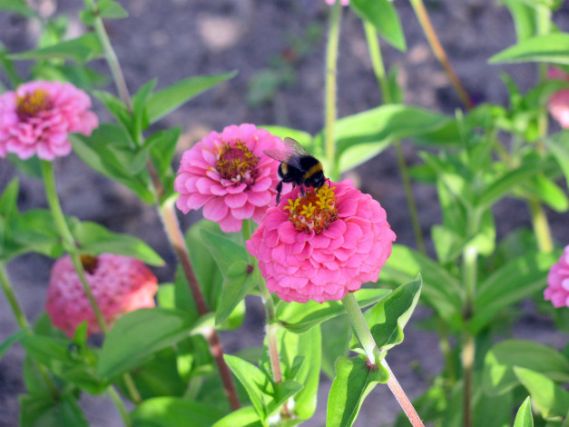 Обои картинки фото цветы, цинния, розовый, пчела
