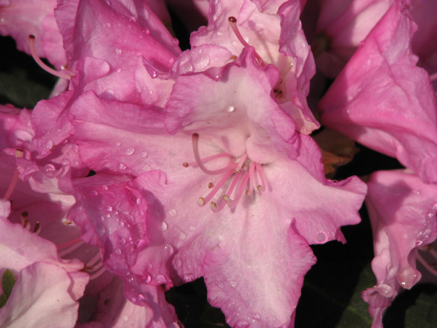 Обои картинки фото цветы, рододендроны, азалии, макро, розовый