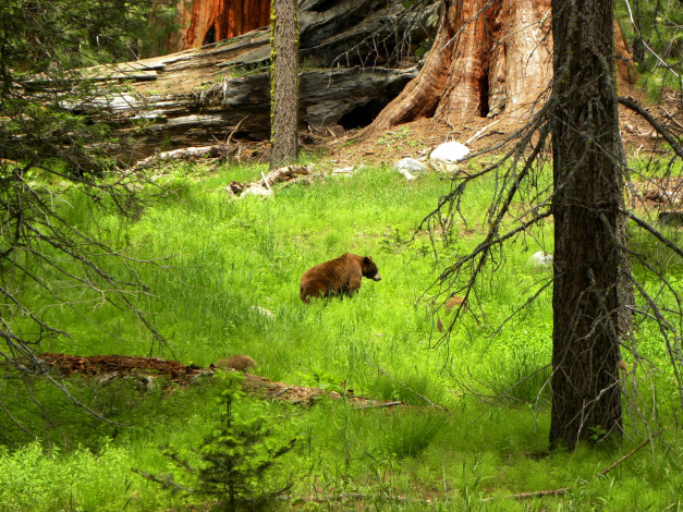 Обои картинки фото животные, медведи, калифорния