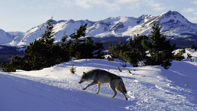 Обои картинки фото животные, волки, горы, волк, снег, зима