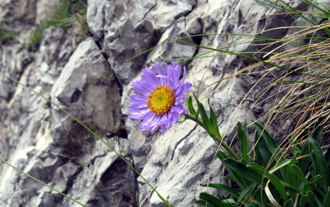 Обои картинки фото цветы, скалы, цветок
