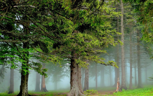 Обои картинки фото природа, лес, туман, сосны