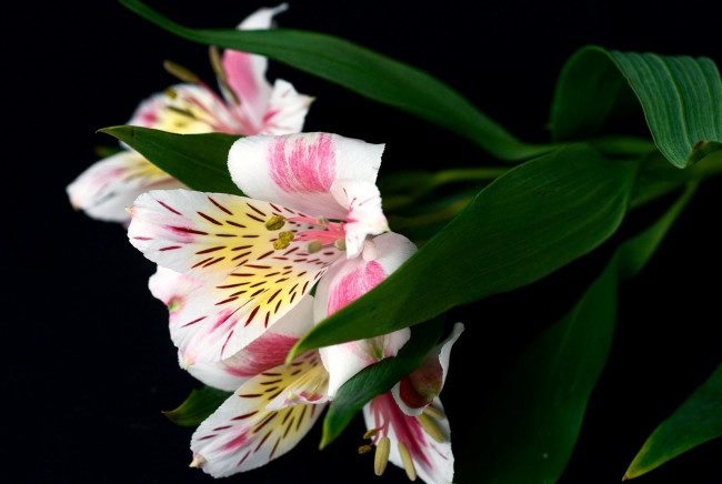 Обои картинки фото цветы, альстромерия, перуанская, лилия