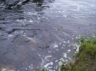 Картинка лосось животные рыбы река весна