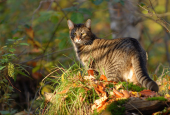 Картинка животные дикие кошки кошка природа листья прогулка трава
