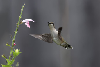 Картинка животные колибри птица цветок нектар природа