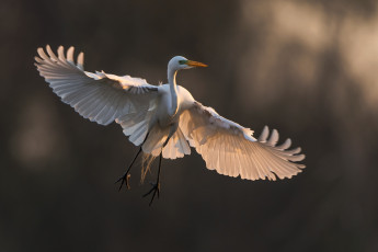 Картинка животные цапли посадка природа птица крылья